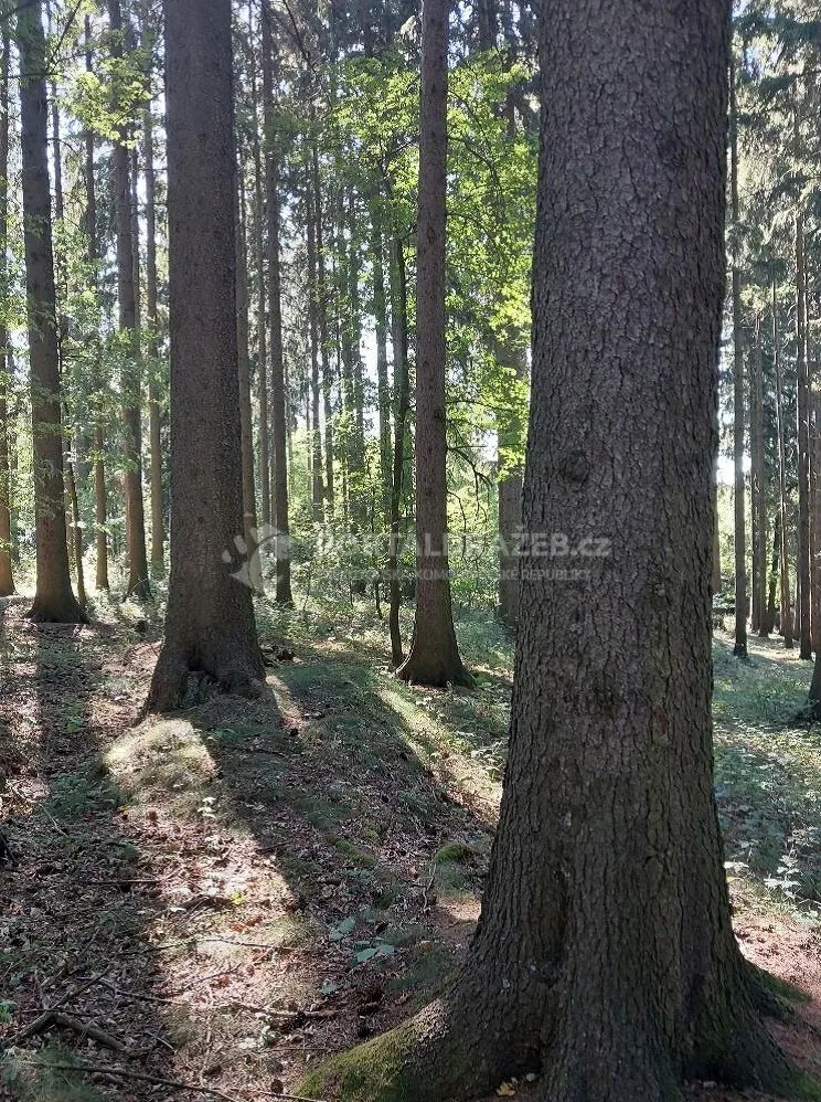 Dražba lesních pozemků v obci Černovice