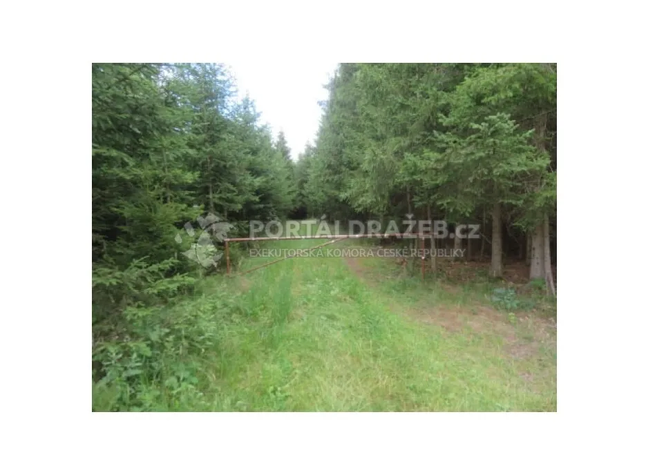 Lesní pozemek 19.643 m2, podíl 1/2, k.ú. Nová Ves u Světlé nad Sázavou