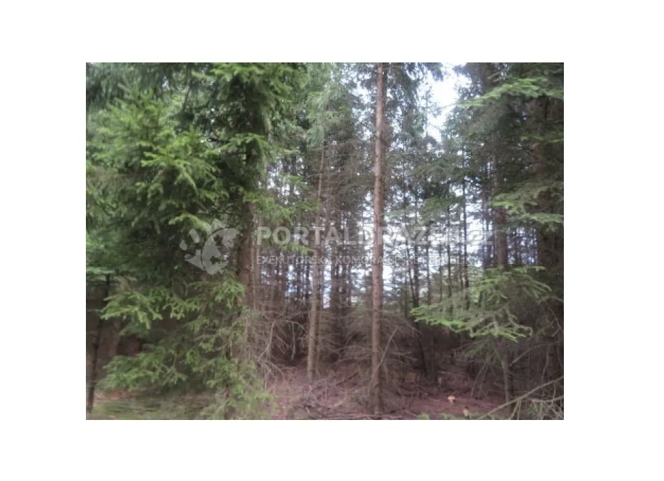 Lesní pozemek 19.643 m2, podíl 1/2, k.ú. Nová Ves u Světlé nad Sázavou
