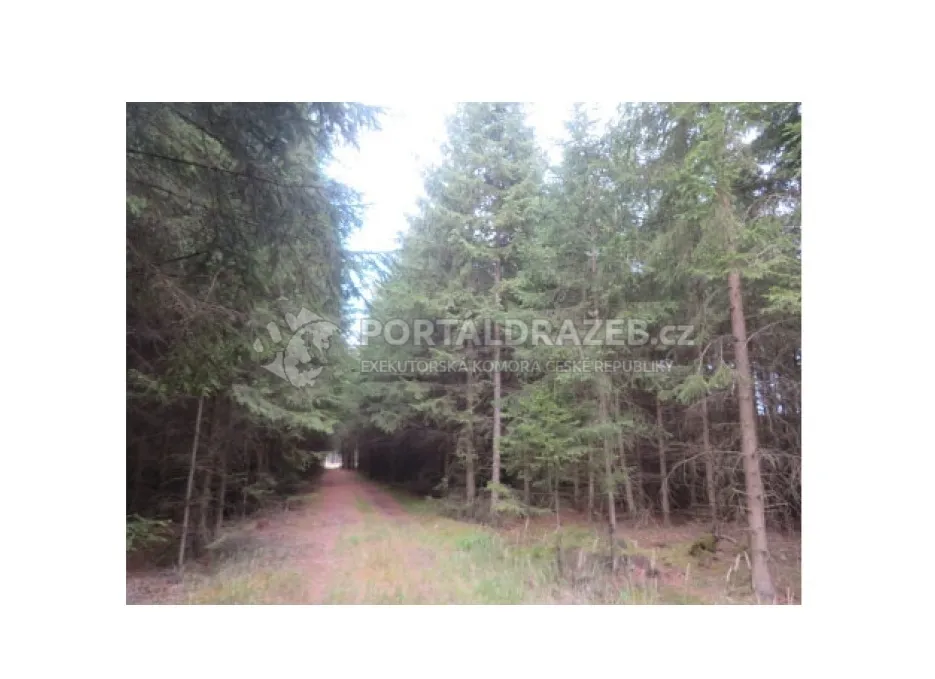Lesní pozemek 19.643 m2, podíl 1/2, k.ú. Nová Ves u Světlé nad Sázavou