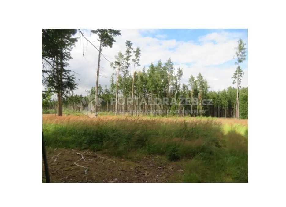 Lesní pozemek 19.643 m2, podíl 1/2, k.ú. Nová Ves u Světlé nad Sázavou