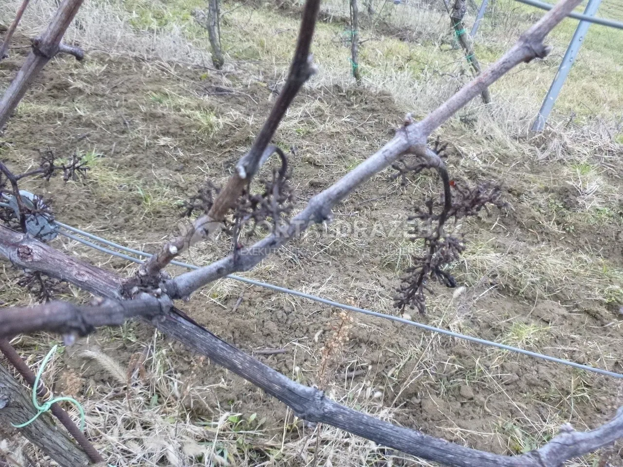 Podíl na pozemcích v k.ú. Žeravice u Kyjova a k.ú. Syrovín, okr. Hodonín