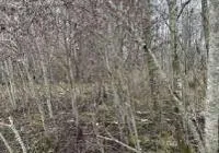 Žemės sklypas, 188,89 a. (1,89 ha.) Skuodo r. sav. Notėnų k.