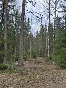 Myydään metsäkiinteistö Forssan Viikinkulmassa