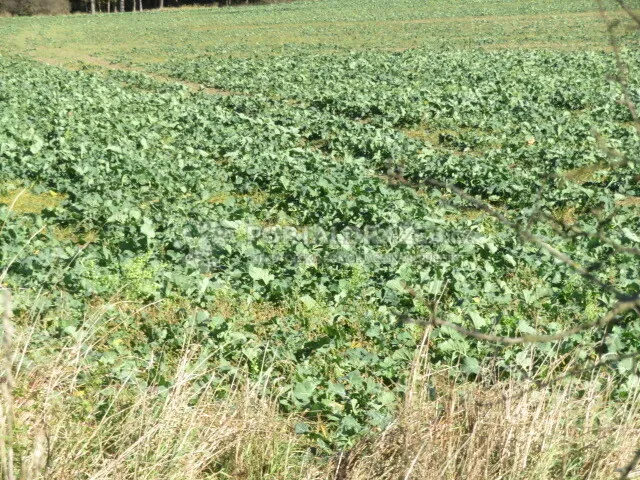 Pozemek o velikosti 9691m2, Vejprnice