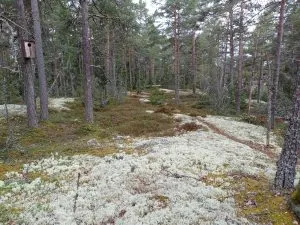 Ulosmitattu metsäkiinteistö Sauvossa